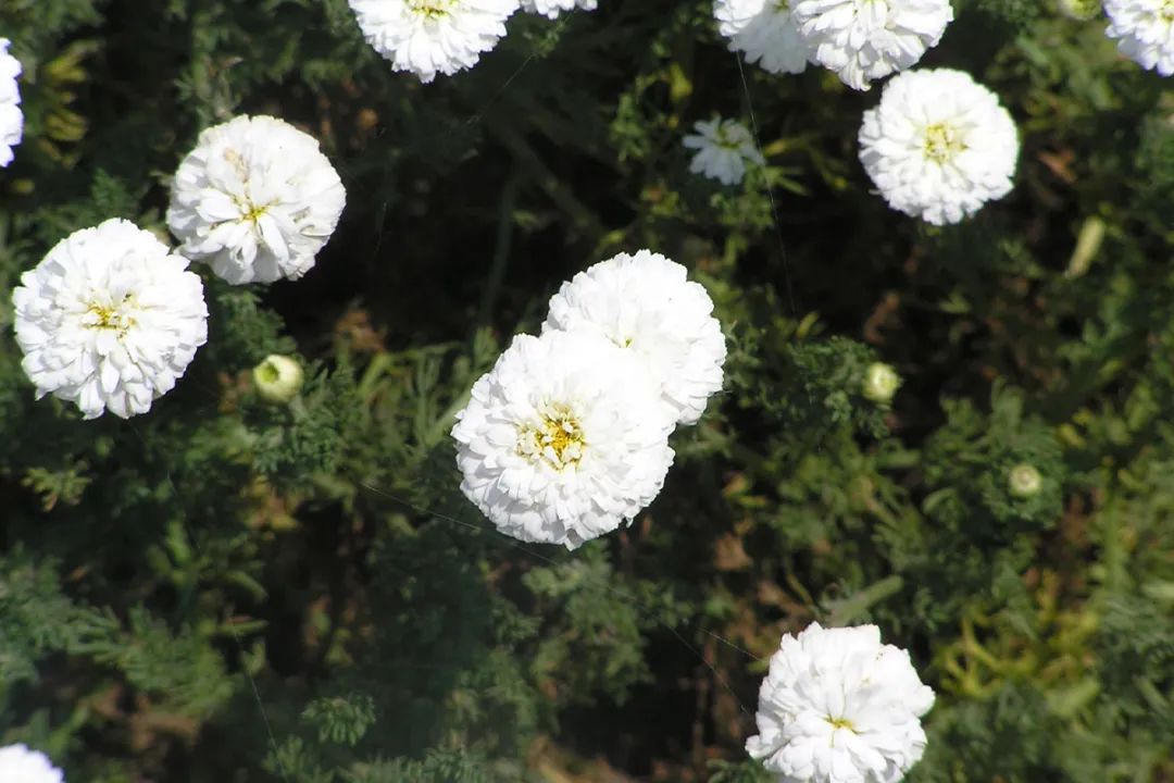 纯露09洋甘菊.jpg