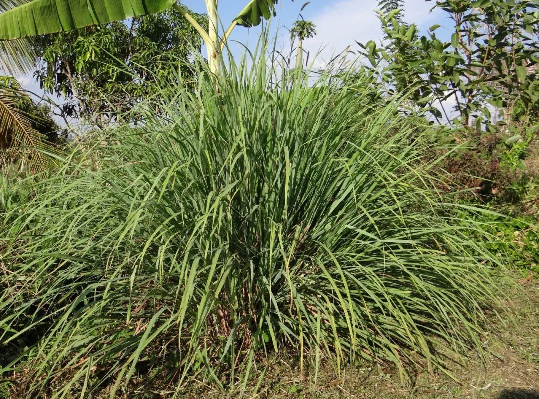 运动07香茅.jpg