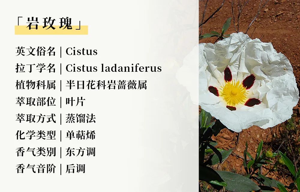 202405143782.jpg 树脂11.jpg
